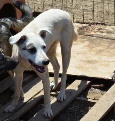Tina, female Mixed Breed for adoption at Asociatia ROBI / 4animals.ro