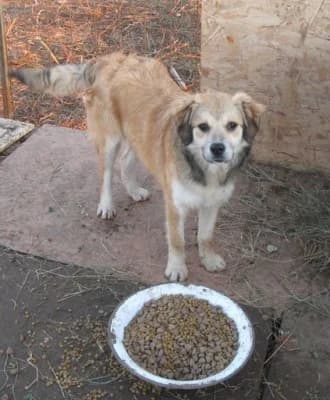 Daphne, female Mixed Breed for adoption at Asociatia ROBI / 4animals.ro