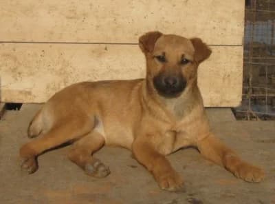 Puppa, female Mixed Breed for adoption at Asociatia ROBI / 4animals.ro