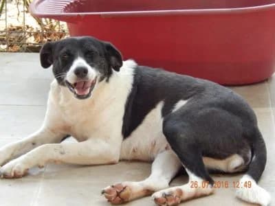 Bernice, female Mixed Breed for adoption at Asociatia ROBI / 4animals.ro