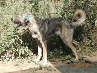 Dingo, male Mixed Breed for adoption at Asociatia ROBI / 4animals.ro