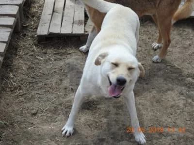 Sisi, male Mixed Breed for adoption at Asociatia ROBI / 4animals.ro