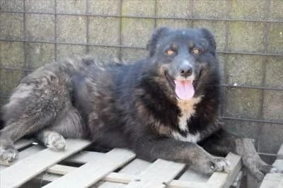 Emma, female Mixed Breed for adoption at Asociatia ROBI / 4animals.ro