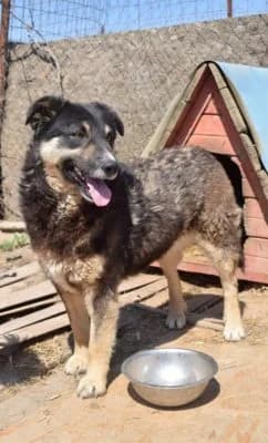 Zarina, female Mixed Breed for adoption at Asociatia ROBI / 4animals.ro