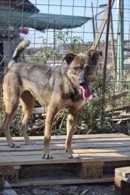 Gipsy, female Mixed Breed for adoption at Asociatia ROBI / 4animals.ro