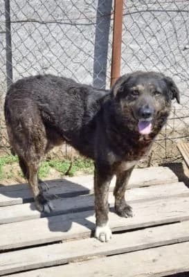 Zeus, male Mixed Breed for adoption at Asociatia ROBI / 4animals.ro