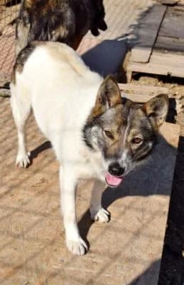 Cara, female Mixed Breed for adoption at Asociatia ROBI / 4animals.ro