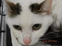 Printesa, female Mixed Breed for adoption at Asociatia ROBI / 4animals.ro