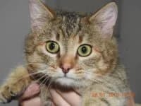 Craciunita, female Mixed Breed for adoption at Asociatia ROBI / 4animals.ro