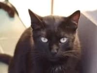 Zatz, male Mixed Breed for adoption at Asociatia ROBI / 4animals.ro