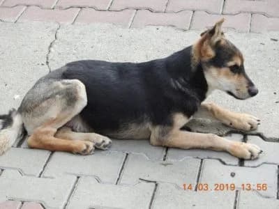 Neo, male Mixed Breed for adoption at Asociatia ROBI / 4animals.ro