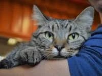 Marisa, female Mixed Breed for adoption at Asociatia ROBI / 4animals.ro