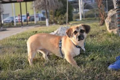 Pipa, female Mixed Breed for adoption at Asociatia ROBI / 4animals.ro