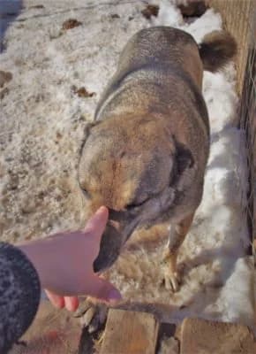 Elka, female senior Mixed Breed for adoption at Asociatia ROBI / 4animals.ro