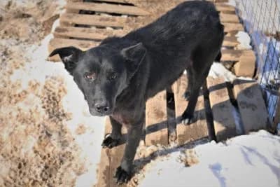 Tyson, male Mixed Breed for adoption at Asociatia ROBI / 4animals.ro