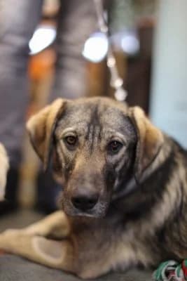 Katie, female Mixed Breed for adoption at Asociatia ROBI / 4animals.ro