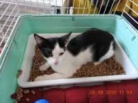 Alvin, male 6yo Mixed Breed for adoption at Asociatia ROBI / 4animals.ro