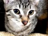 Urechi Negre, female 5yo Mixed Breed for adoption at Asociatia ROBI / 4animals.ro