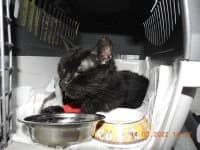Babi, female Mixed Breed for adoption at Asociatia ROBI / 4animals.ro