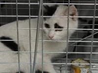 Milka, female Mixed Breed for adoption at Asociatia ROBI / 4animals.ro