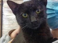 Afin, male Mixed Breed for adoption at Asociatia ROBI / 4animals.ro