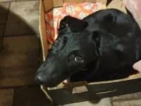 Nalla, female 5yo Mixed Breed for adoption at Asociatia ROBI / 4animals.ro