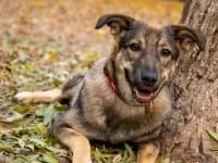 Naty, female 5yo Mixed Breed for adoption at Asociatia ROBI / 4animals.ro