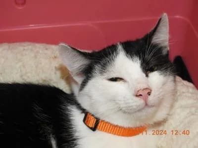 Thor, male Mixed Breed for adoption at Asociatia ROBI / 4animals.ro