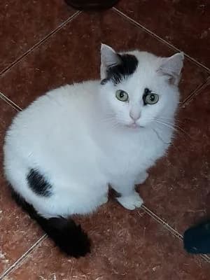 Milka, female Mixed Breed for adoption at Asociatia ROBI / 4animals.ro