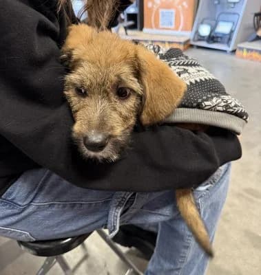 Giorgio, male young Mixed Breed for adoption at Asociatia ROBI / 4animals.ro
