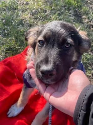 Eva, female young Mixed Breed for adoption at Asociatia ROBI / 4animals.ro