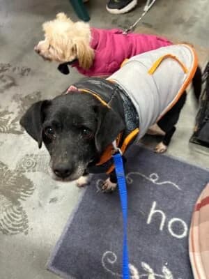 Sandra, male senior Mixed Breed for adoption at Asociatia ROBI / 4animals.ro
