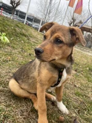 Tomi, male young Mixed Breed for adoption at Asociatia ROBI / 4animals.ro