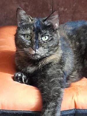 Kylie, female 4yo Mixed Breed for adoption at Asociatia ROBI / 4animals.ro