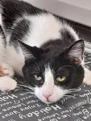 Nany, female 3yo Mixed Breed for adoption at Asociatia ROBI / 4animals.ro