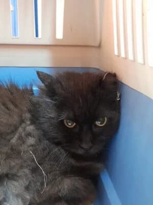 Nera, female Mixed Breed for adoption at Asociatia ROBI / 4animals.ro