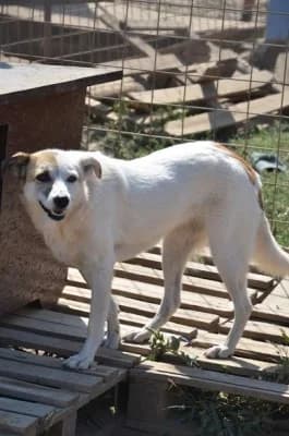 Kefir, female Mixed Breed for adoption at Asociatia ROBI / 4animals.ro