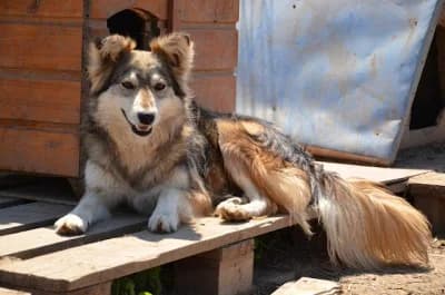 Maya, female Mixed Breed for adoption at Asociatia ROBI / 4animals.ro