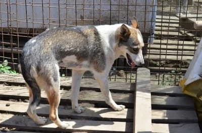 Laika, female Mixed Breed for adoption at Asociatia ROBI / 4animals.ro