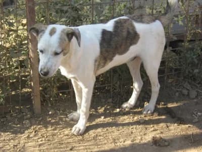 Stu, male Mixed Breed for adoption at Asociatia ROBI / 4animals.ro