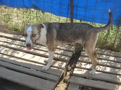 Rumba, female Mixed Breed for adoption at Asociatia ROBI / 4animals.ro