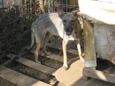 Spike, male Mixed Breed for adoption at Asociatia ROBI / 4animals.ro