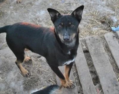Ciupa, female Mixed Breed for adoption at Asociatia ROBI / 4animals.ro