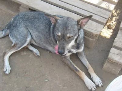 Zina, female Mixed Breed for adoption at Asociatia ROBI / 4animals.ro