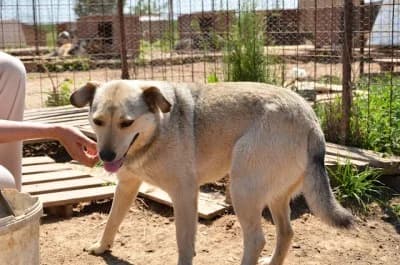 Sweety, female Mixed Breed for adoption at Asociatia ROBI / 4animals.ro