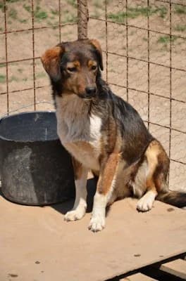 Eli, female Mixed Breed for adoption at Asociatia ROBI / 4animals.ro