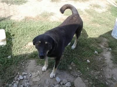 Zoey, male Mixed Breed for adoption at Asociatia ROBI / 4animals.ro