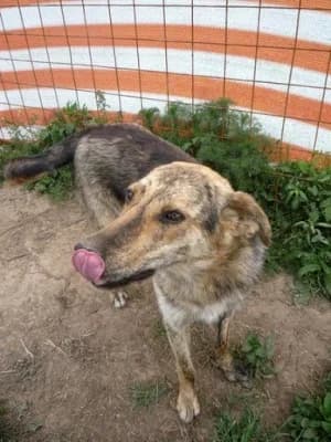 Pic, male Mixed Breed for adoption at Asociatia ROBI / 4animals.ro