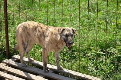 Keyla, female Mixed Breed for adoption at Asociatia ROBI / 4animals.ro