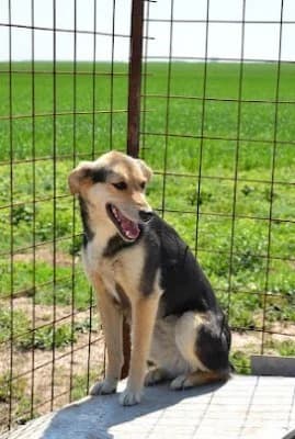 Kenya, female Mixed Breed for adoption at Asociatia ROBI / 4animals.ro